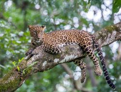 Kasus Perburuan Macan Tutul Sanggabuana BKSDA Kantongi Identitas Pelaku